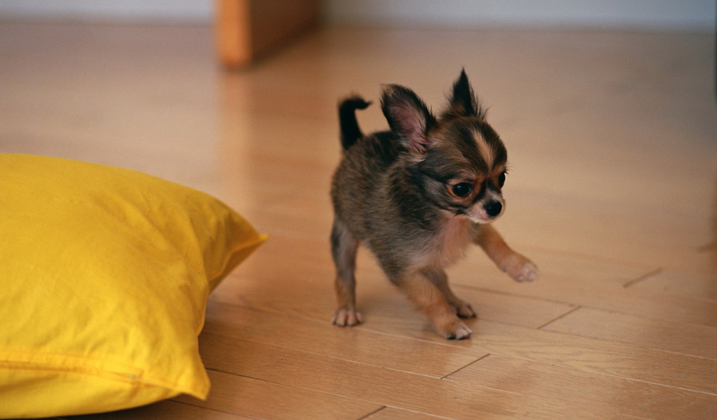 щенок Той-Терьера