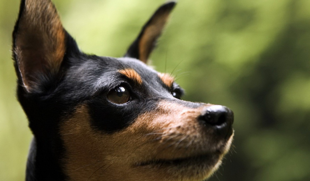 Маленький пинчер