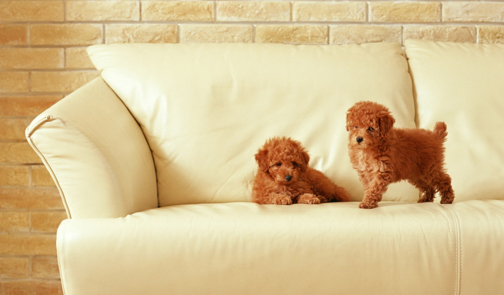 Маленькие щенки