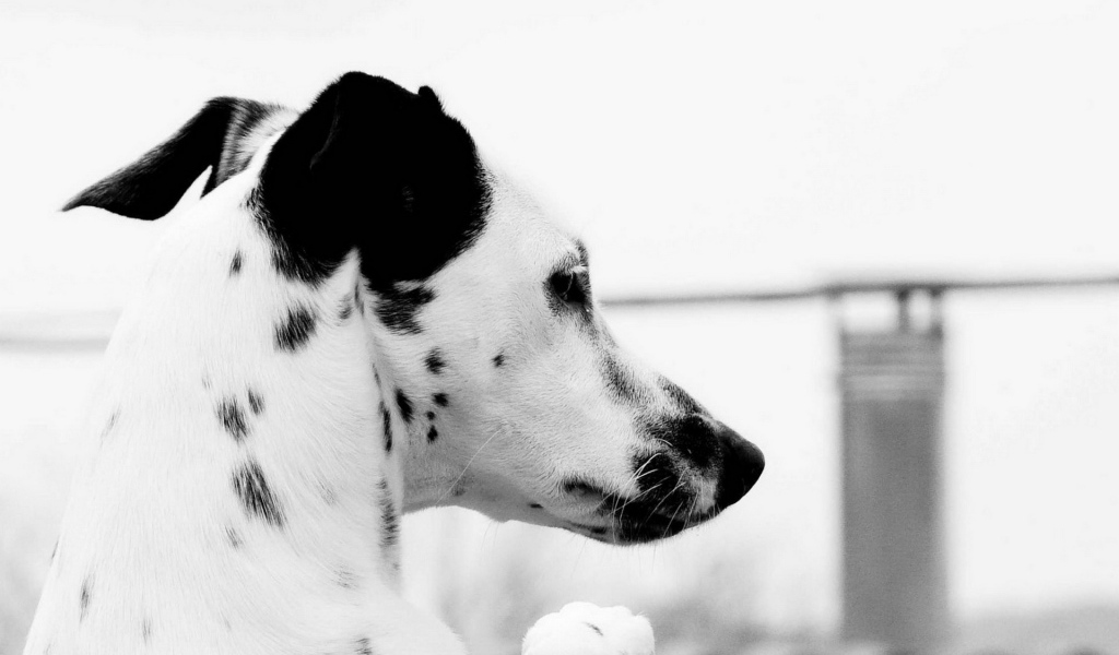 Пятнистый пес