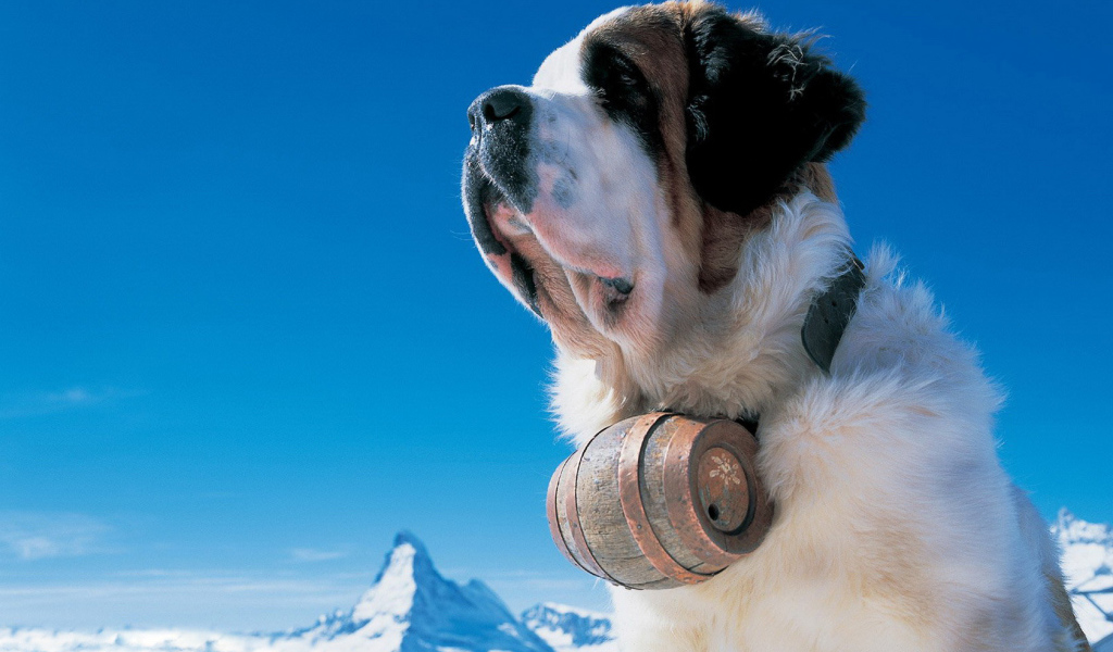 Сенбернар в горах