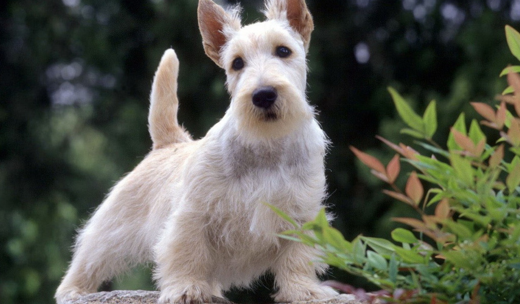 Вест-хайленд-уайт-терьер