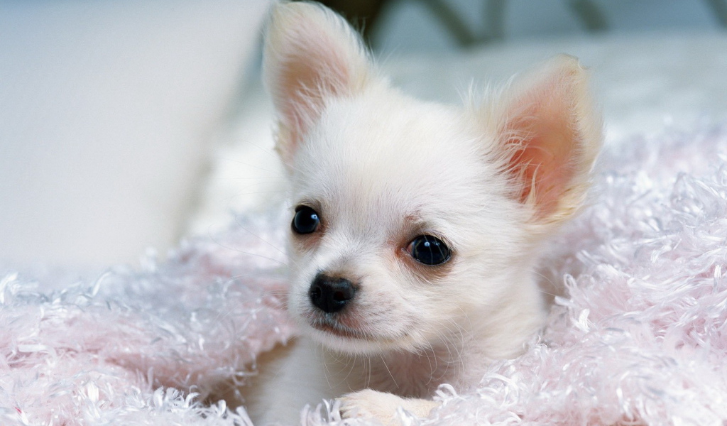 Белый Чихуа-хуа