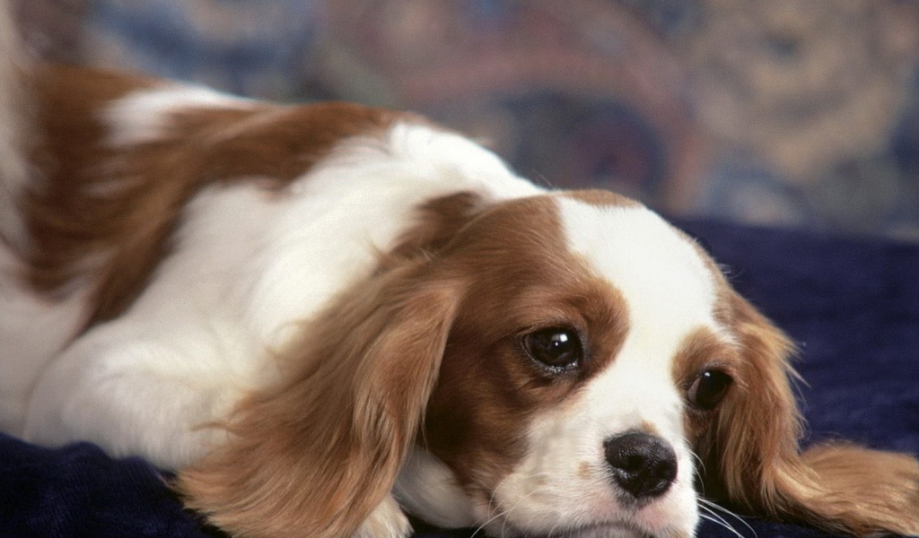 задумчивый Японский хин