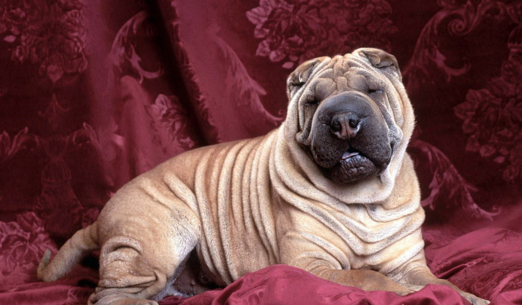 задремавший Шарпей