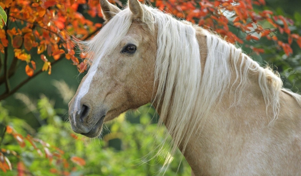 Грациозная лошадь