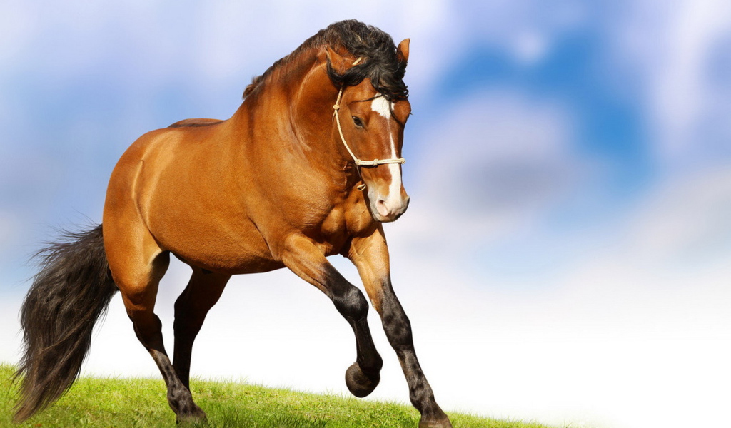 Лошадиная природная грация
