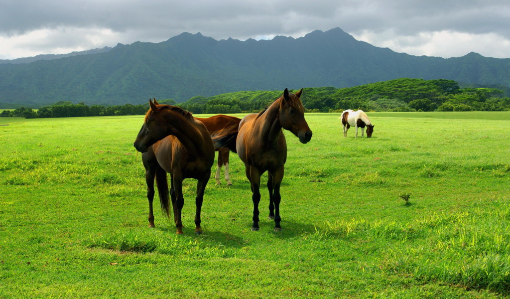 Лошади на пастбище