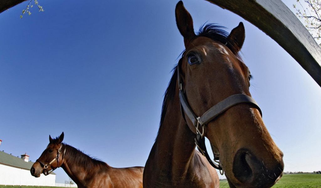 Лошадки на конюшне
