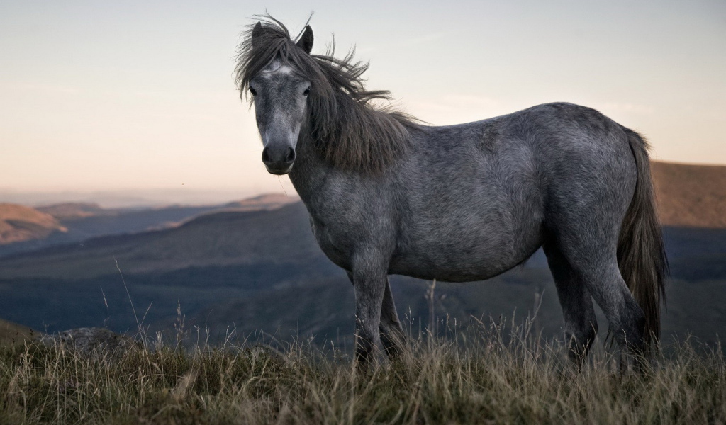 Одинокая лошадь
