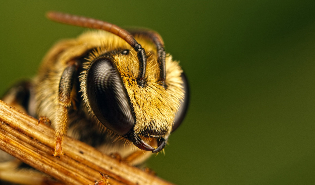 Пчела