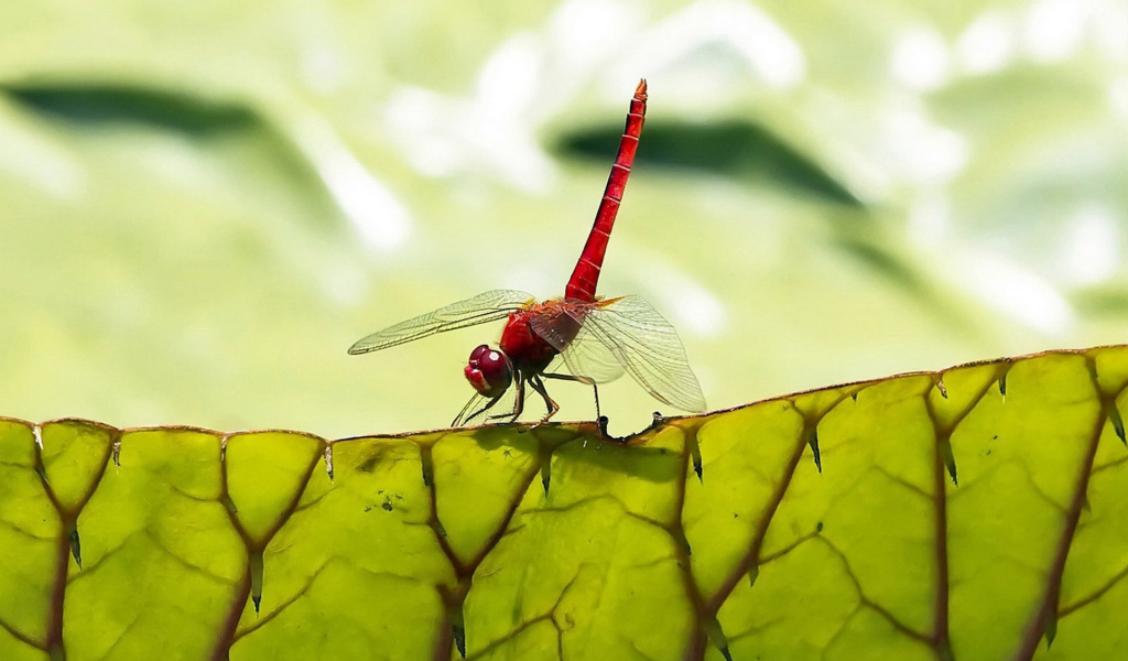 Стрекоза на листьях