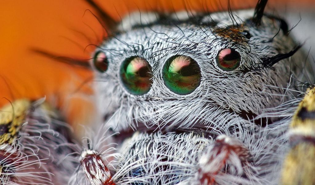 Паучьи глазки