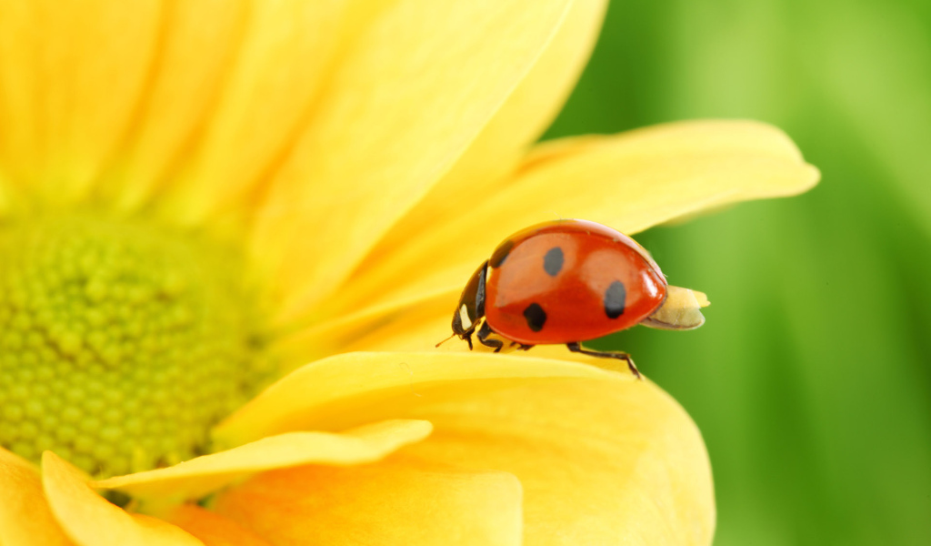 Божья коровка на цветке