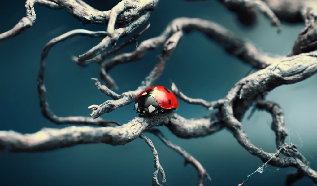 Синяя тема с божьей коровкой