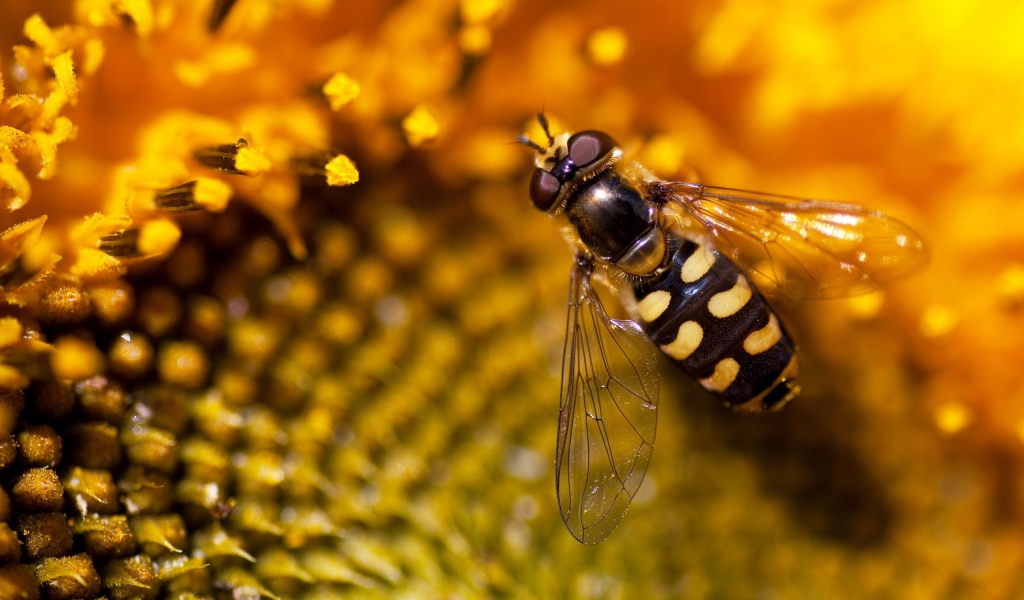 Оса на подсолнухе