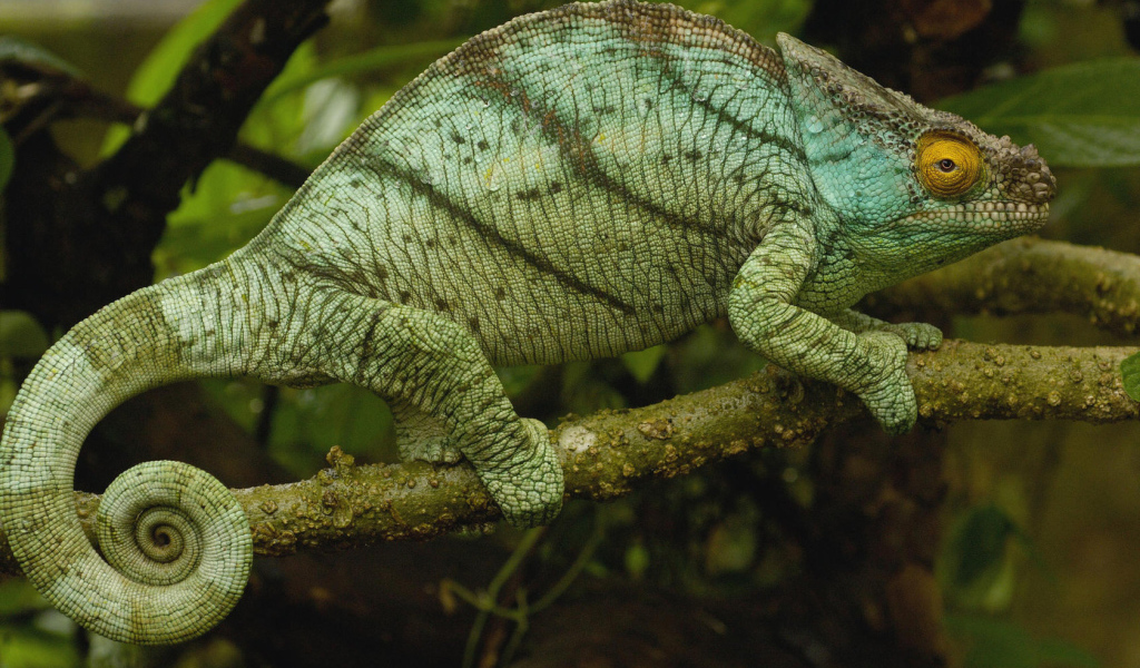 Хамелеон на ветке