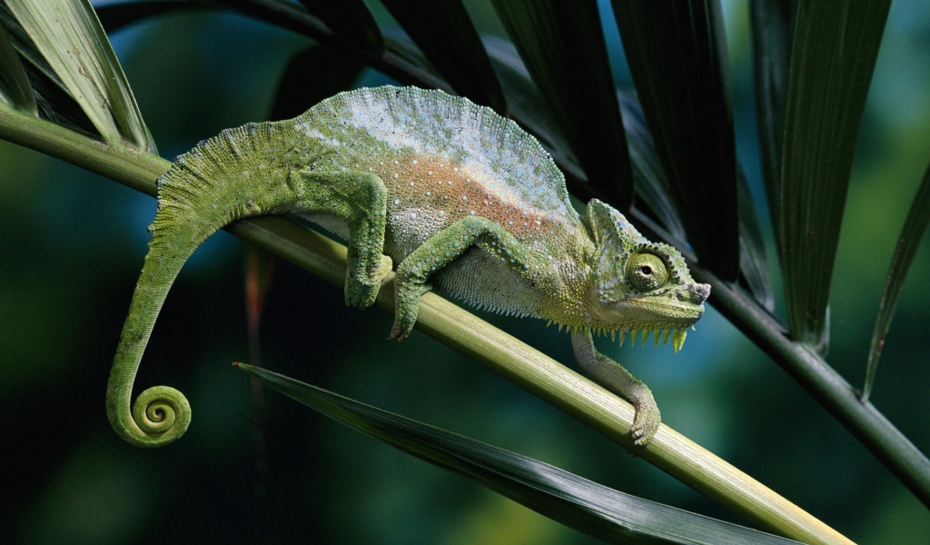 Хамелеон на ветке