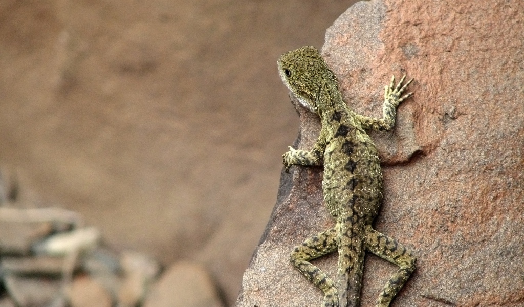 Ящерица на камне