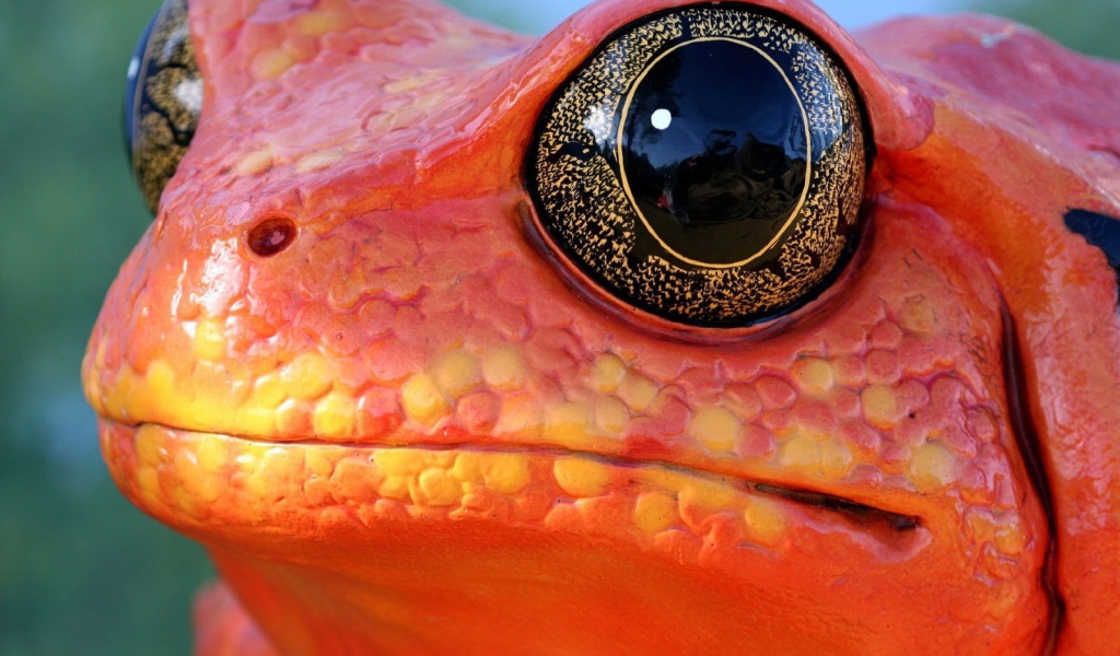 Красная лягушка