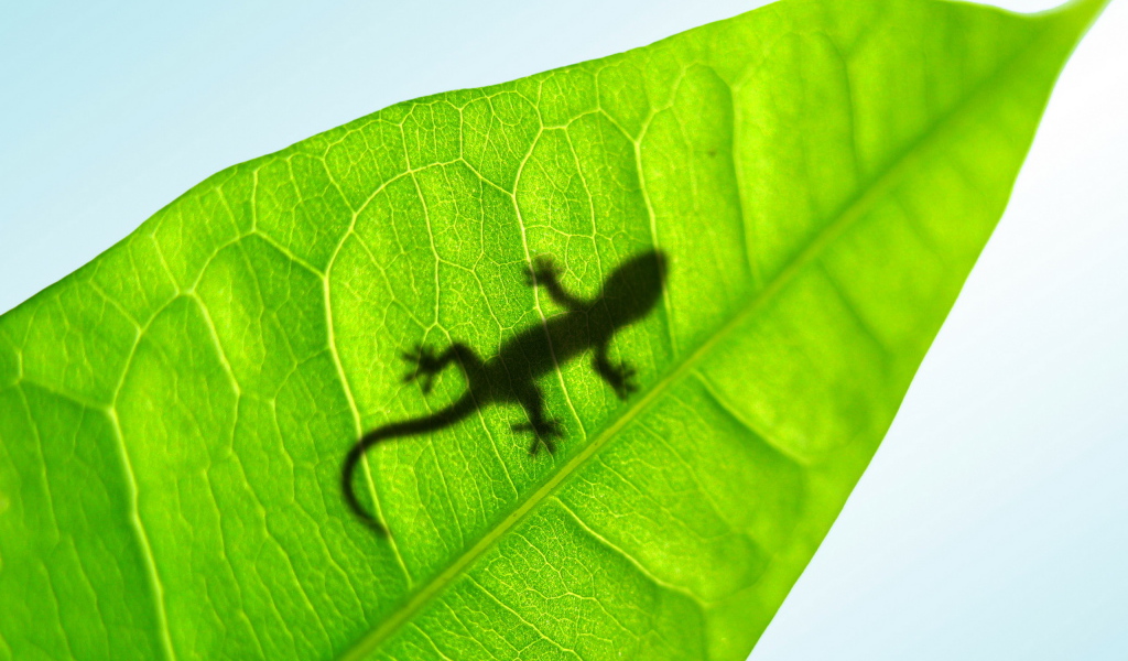 Маленькая ящерица на листке