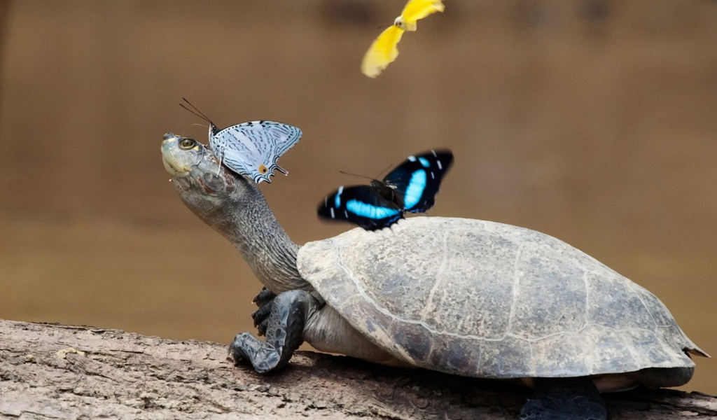 Черепаха и бабочки