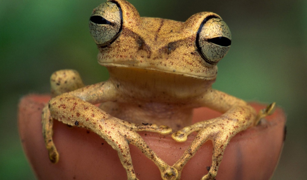 Древесная лягушка