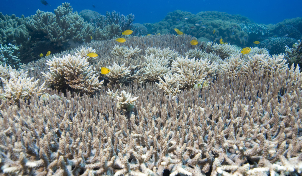 На дне Красного моря