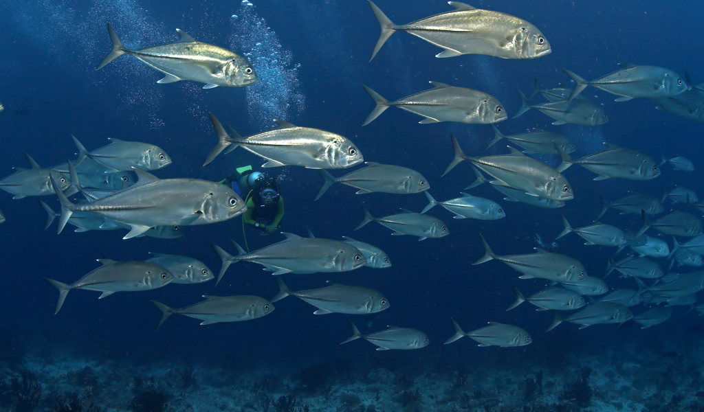 На дне моря