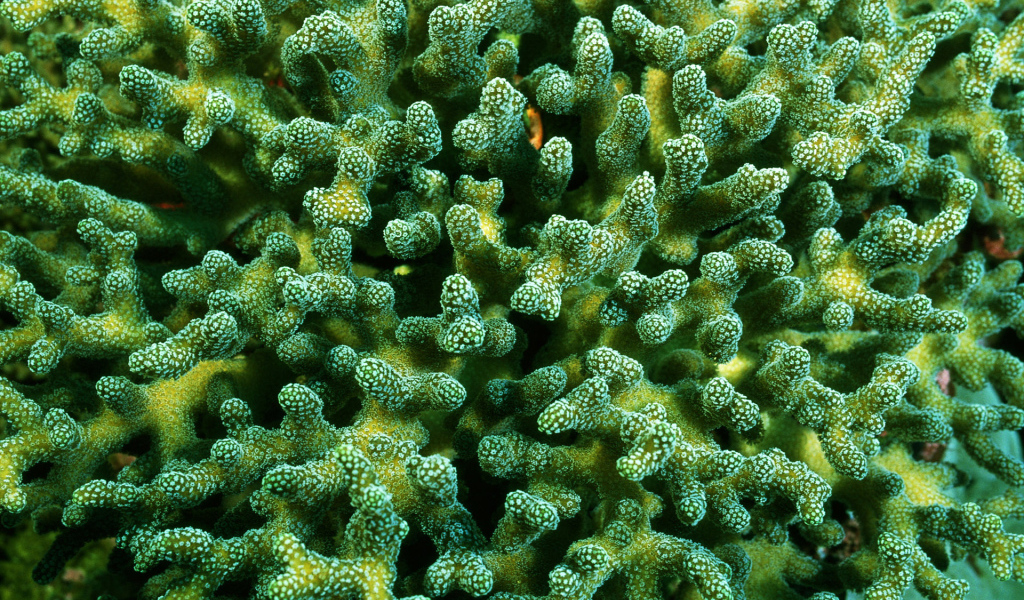 Красивые кораллы