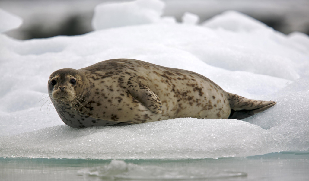Обыкновенный тюлень