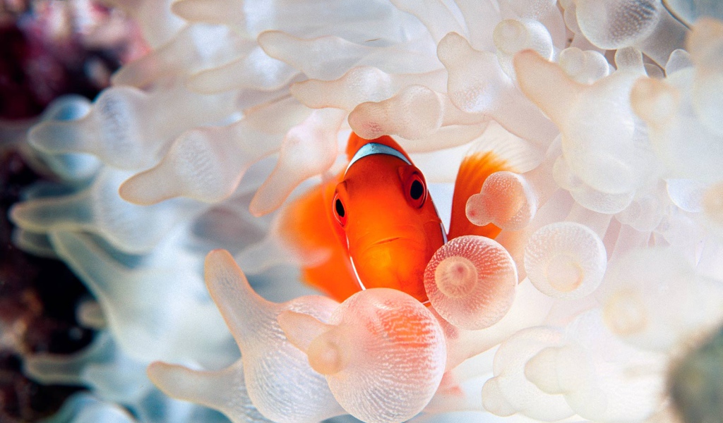 Коралловая рыбка