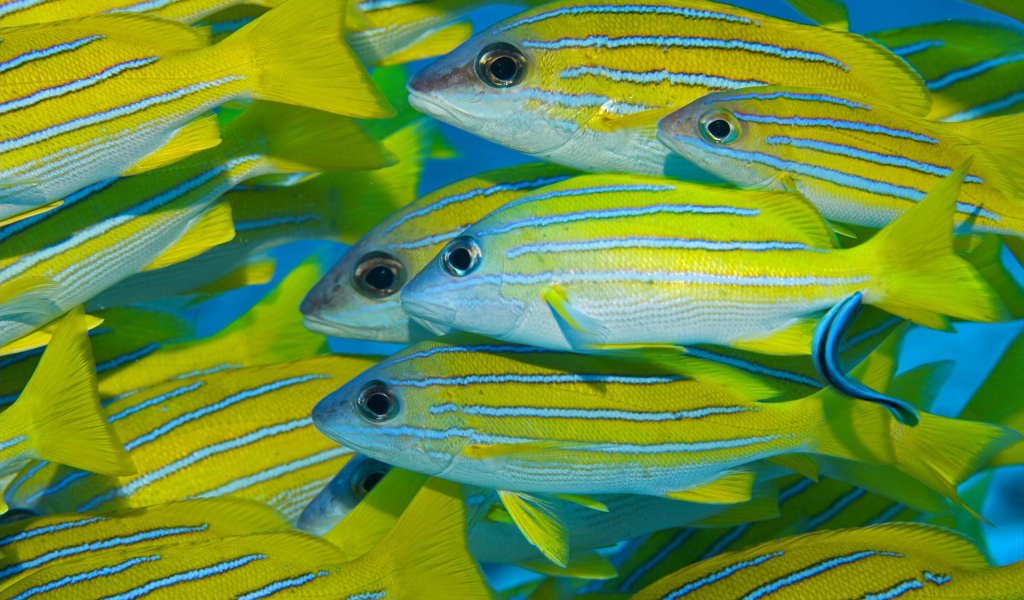 Коралловые рыбки