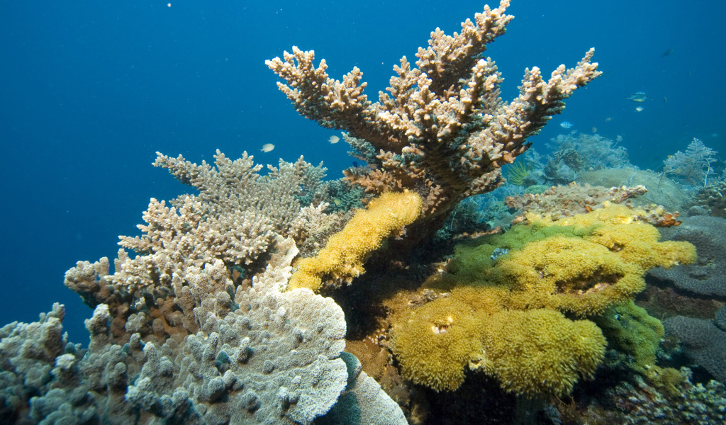 Кораллы Красного моря