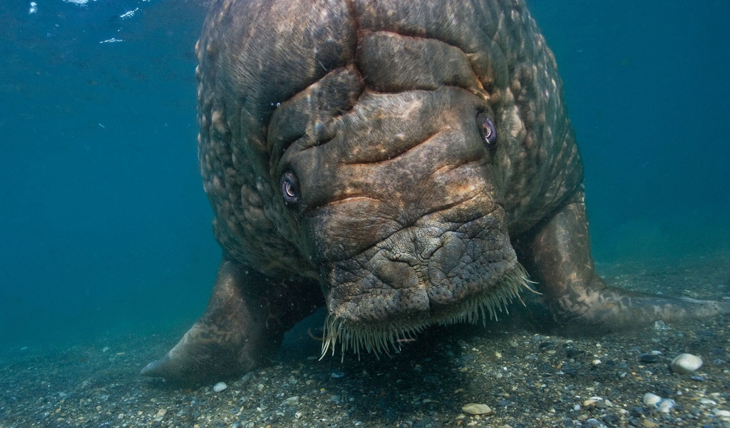 Морская корова