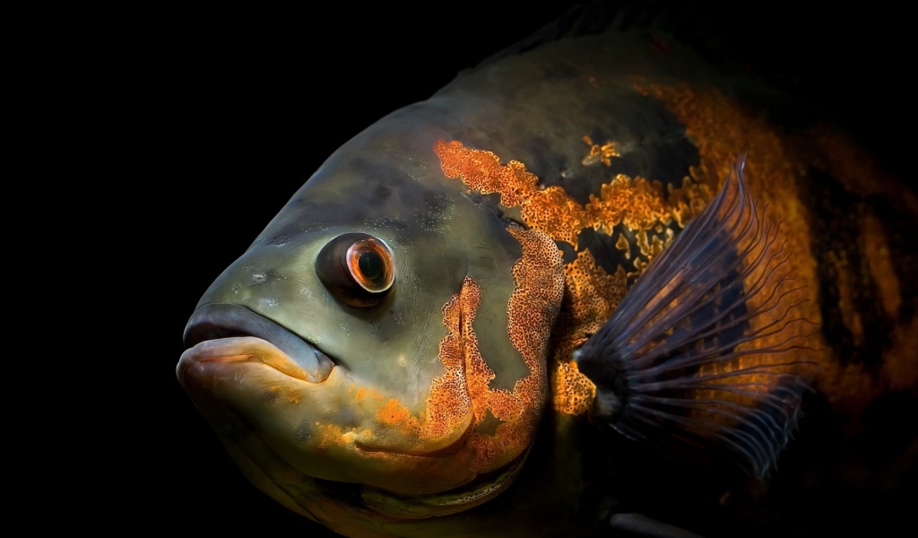 Глубоководная рыба