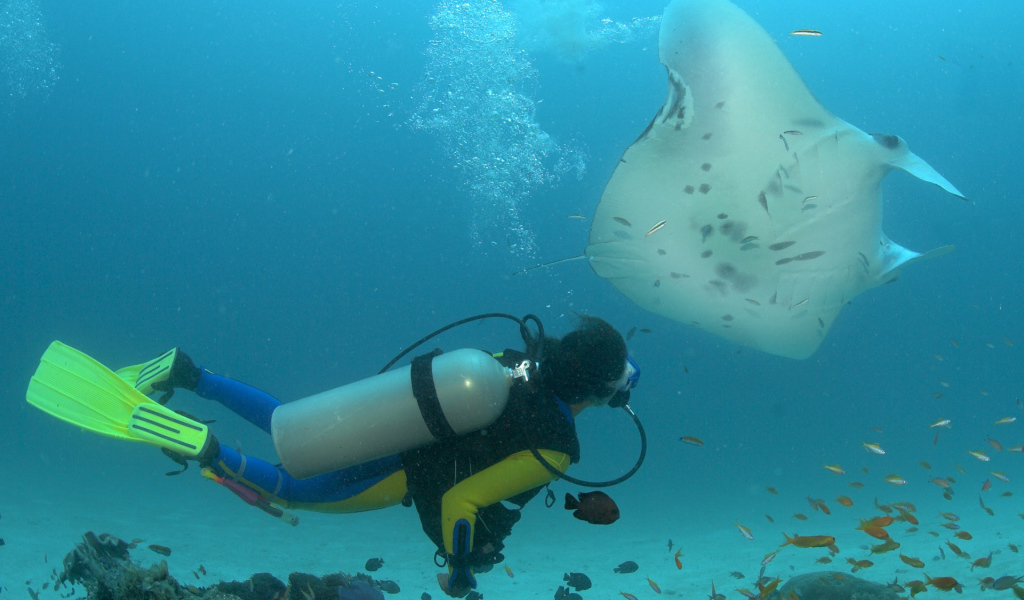 Дайвер и скат