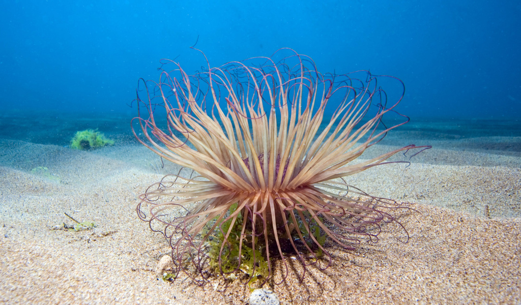 Обитатель морского дна