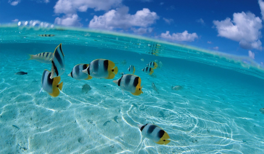 Рыбки у берега