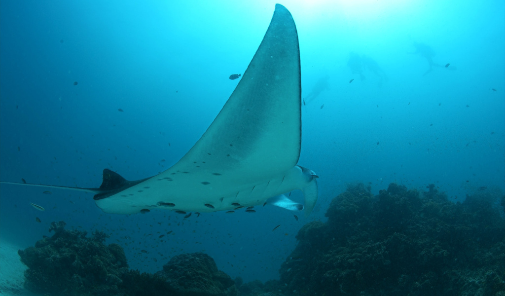 Огромный скат