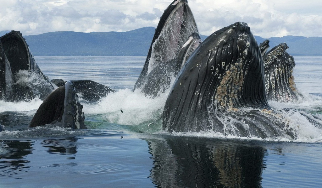 Горбатые киты