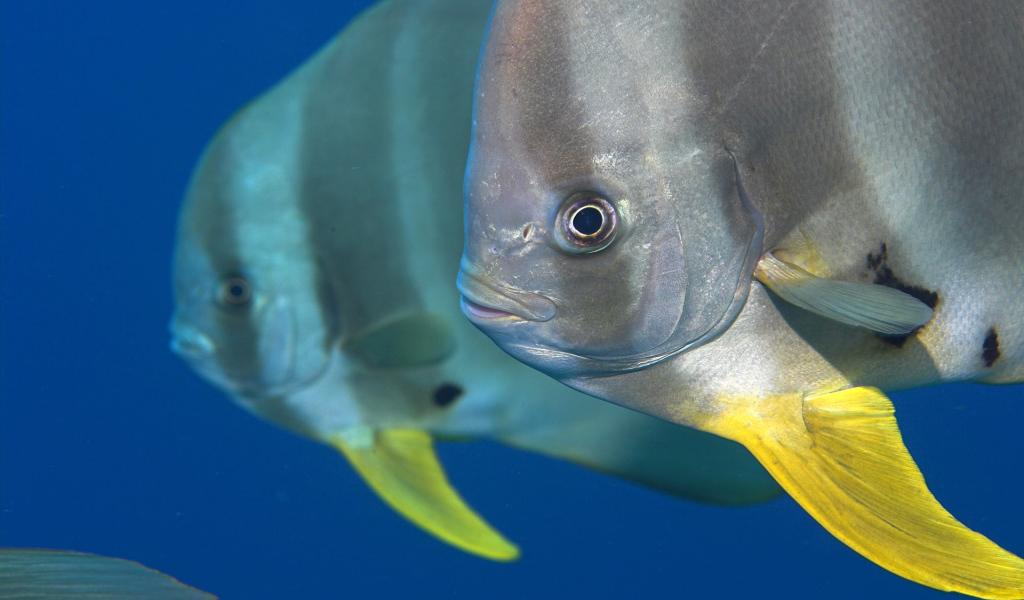 Обитатели Красного моря