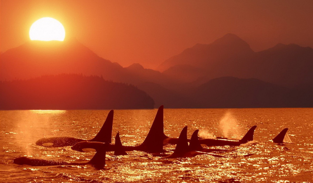 Killer Whale at sunset