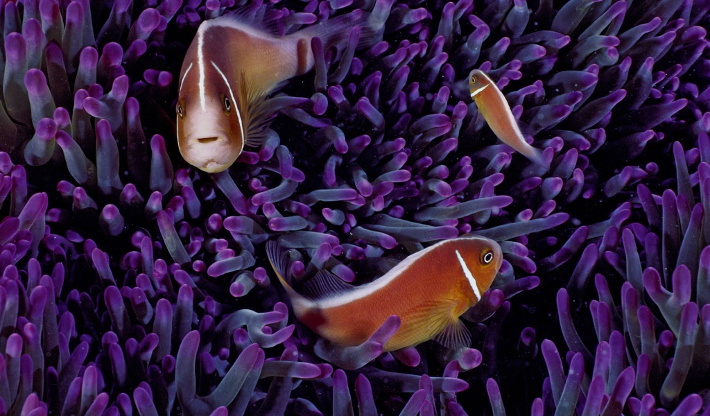 Морские рыбки