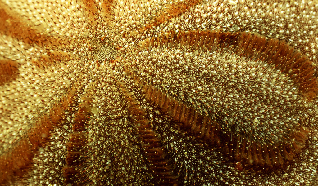 Морская живность