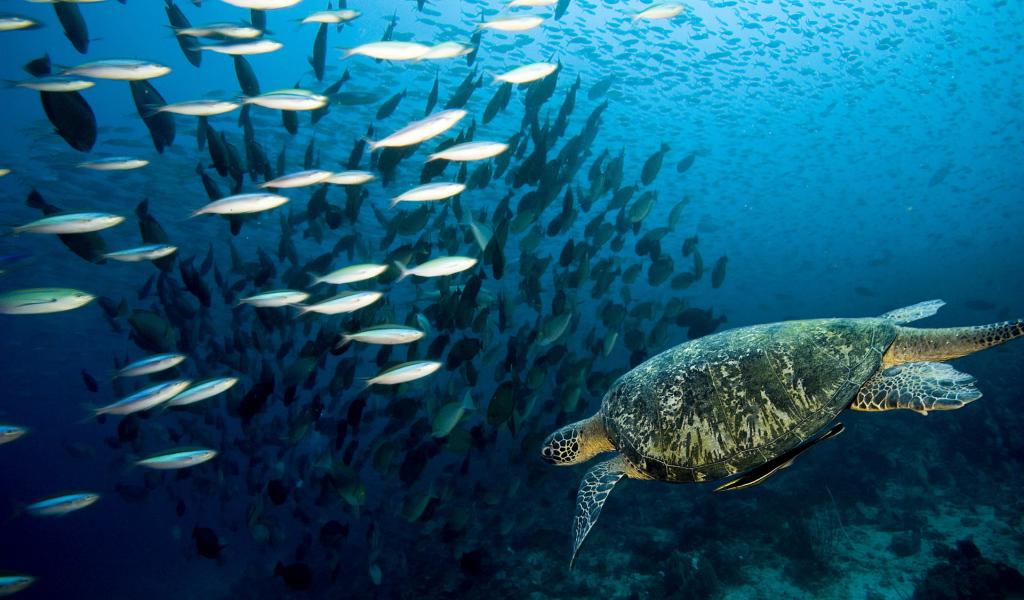 Морская черепаха