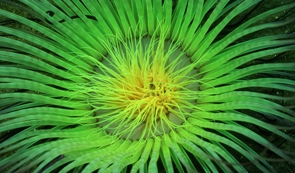 Морское растение