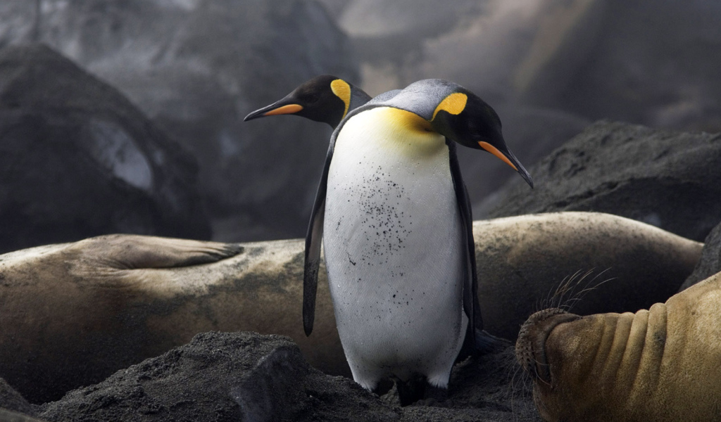 Пингвины