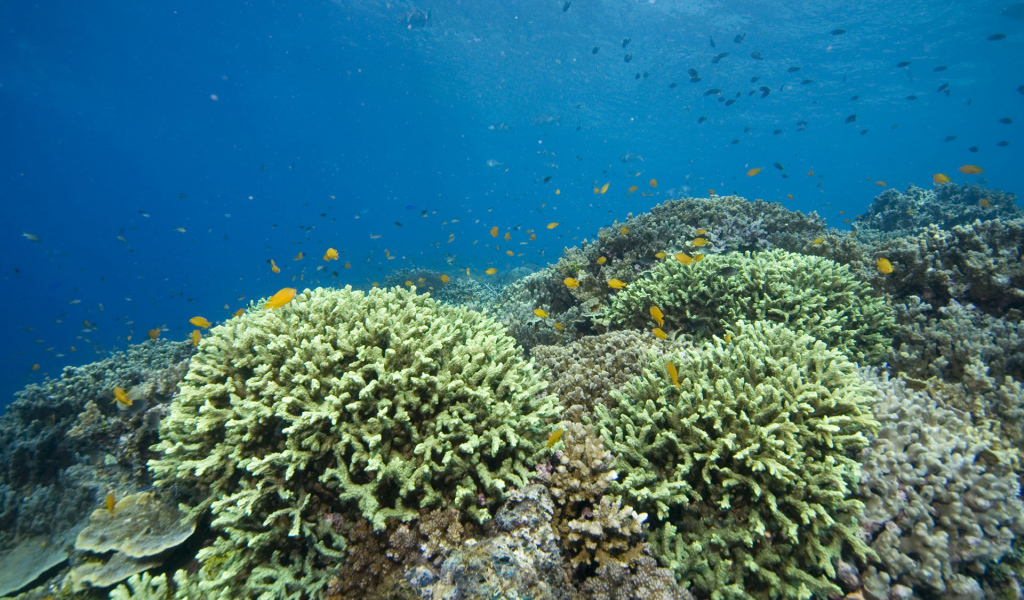 Кораллы Красное море