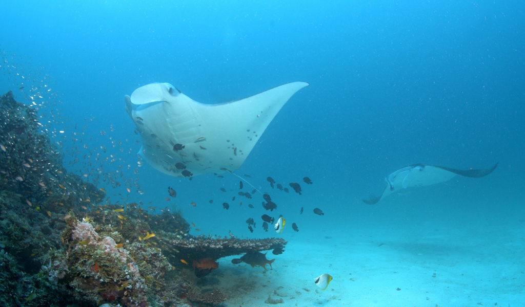 Красное море Скат